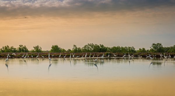 Camargue Automne France