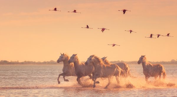 Camargue France