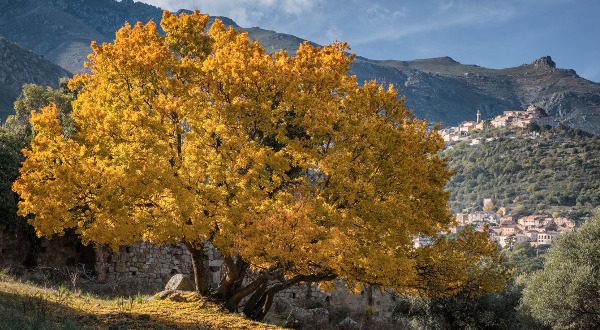 Corse Automne iStock