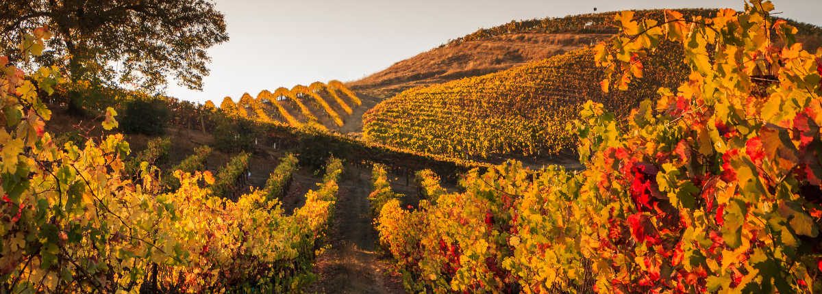 Coucher de soleil vignes France automne