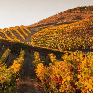 Coucher de soleil vignes France automne