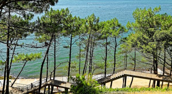 Arbres sur la dune du Pilat