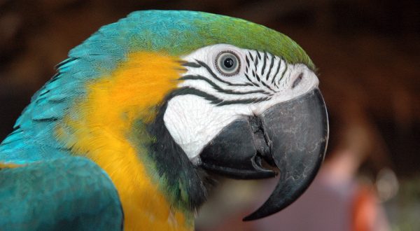 Faune République Dominicaine Shutterstock
