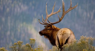 Bien-être animal : 10 bonnes pratiques à adopter en voyage
