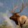 Cerf iStock