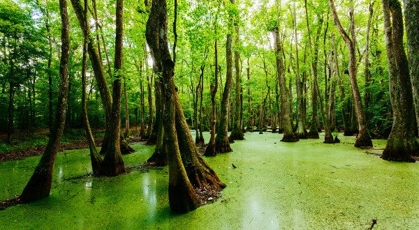 Bayou Louisiane iStock