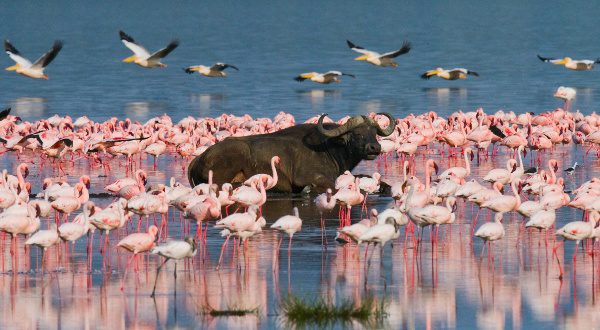 Kenya Lac Nakuru iStock