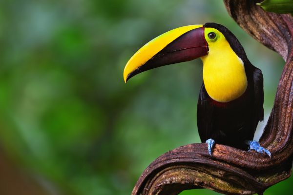 Tortuguero Costa Rica Shutterstock