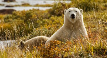 17 animaux à observer lors d’un voyage au Canada