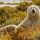 Ours blanc Canada iStock