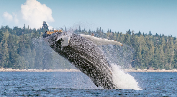 baleine a bosse au canada 