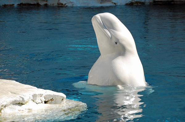 beluga canada