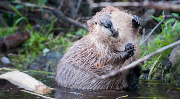 Les animaux de nos forêts et de nos rivières