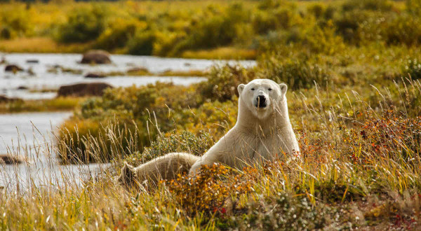 ours blanc canada