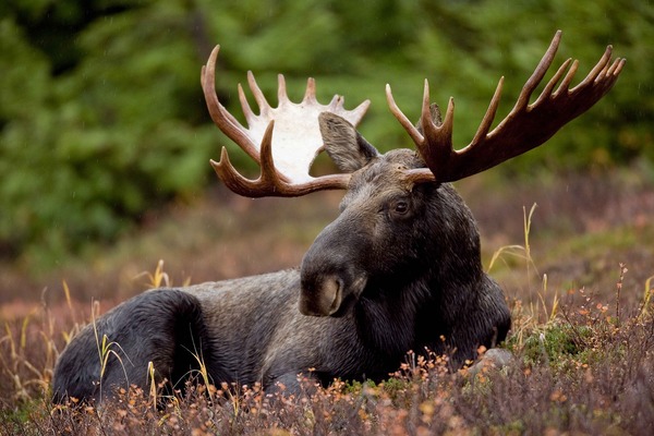 wapiti canada