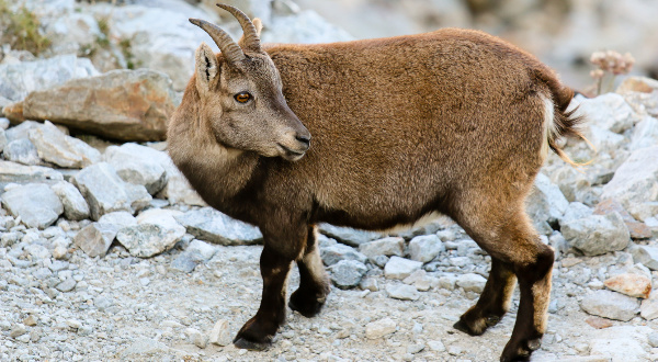 Bouquetin parc du Mercantour