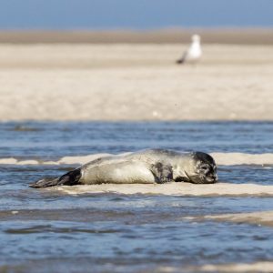 Phoque Baie de Somme itock 1200x700 1