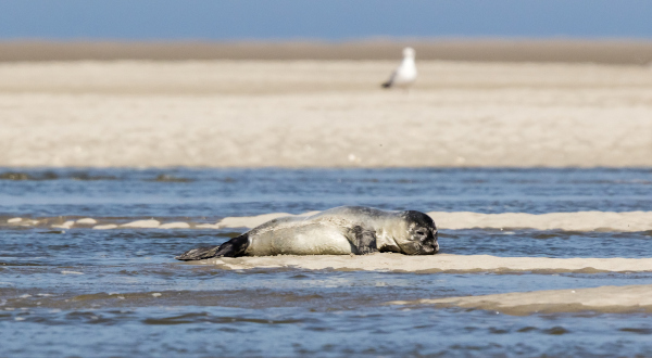 voir un phoque en Baie de Somme