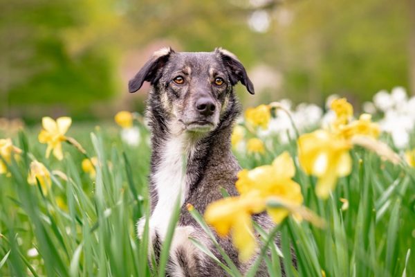 Chian dans un champ de fleurs jaunes