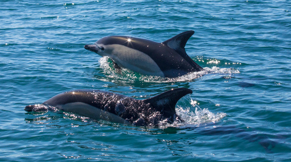 Dauphins au large du Portugal iStock