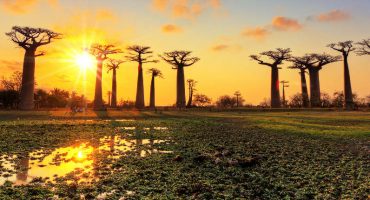 10 forêts insolites à travers le monde