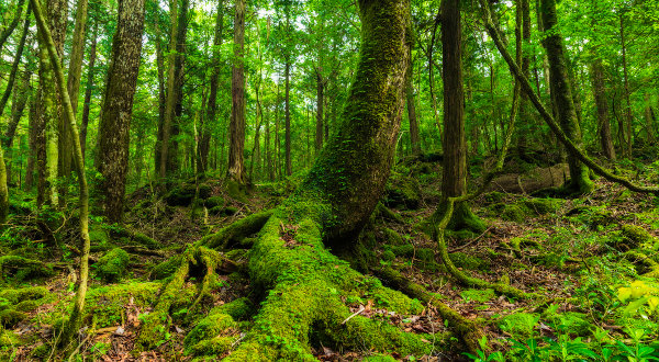 La forêt d'Aokigahara, au Japon iStock