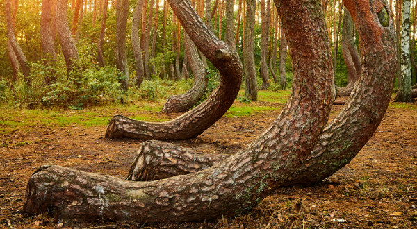 Bent pine trees in Crooked Forest (Krzywy Las) at sunset, Poland.