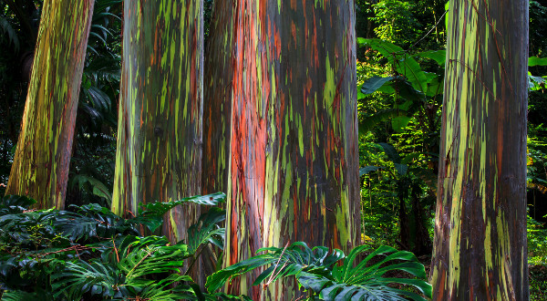 forêt d'eucalyptus arc-en-ciel de Maui, à Hawaï iStock