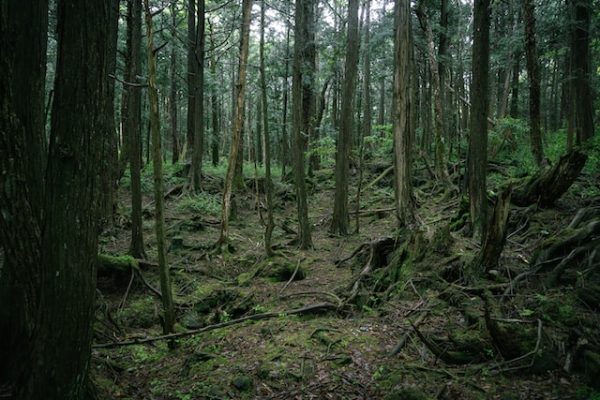 Forêt Aokigahara au Japon