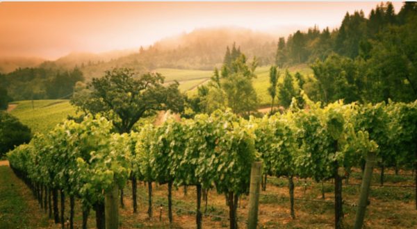 Route des vins Napa Valley Californie USA