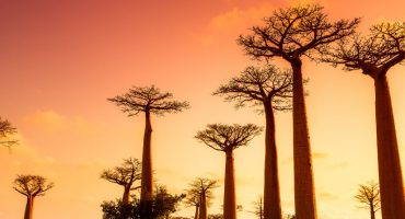 Top 5 des plus grandes îles du monde