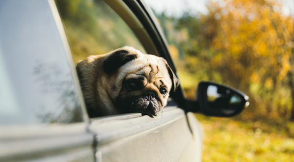 location de voiture avec son chien