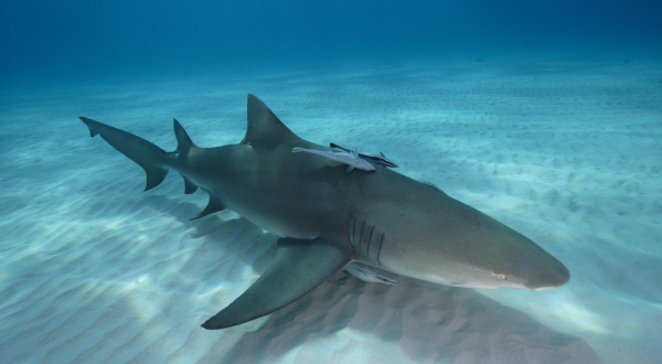 requin citron Guadeloupe
