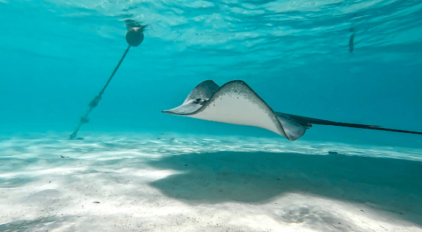 raie pastenague plongée guadeloupe