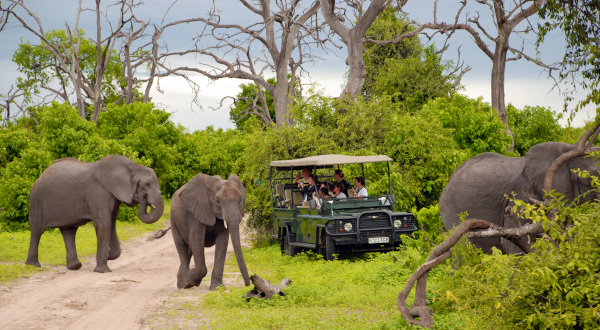 Safari Botswana