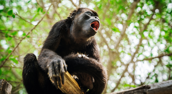 Singe hurleur panama safari