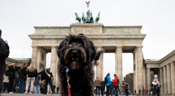 Chien Berlin Allemagne