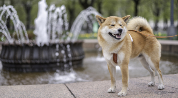 Chien Riga Lettonie