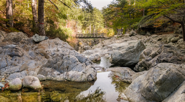 La forêt de Vizzavona (Corse)