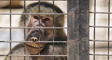 Voyage en 2024 : ne plus encourager l’exploitation des animaux