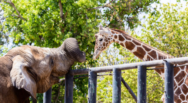 Parc Zoologique du Reynou